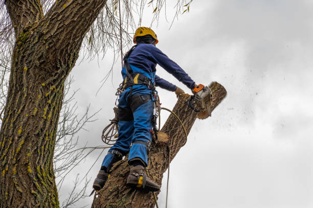 The Steps Involved in Our Tree Care Process in Guerneville, CA